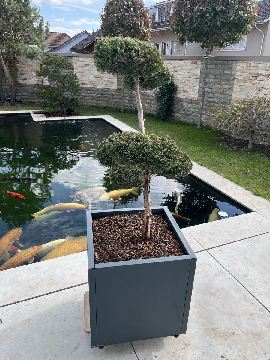 Pflanzen & Samen: Bonsai/ Pflanze/Terrasse/Niwaki – Neu (gemäss Beschreibung) aus Bertschikon Gossau von BAUSTOFFHANDELbucher 3