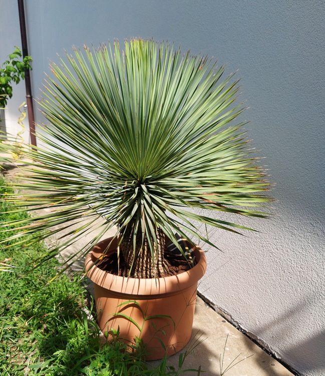 Grosse Yucca rostrata Kaufen auf Ricardo