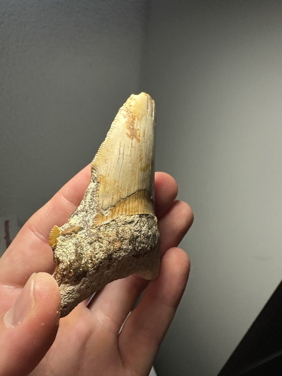 Fossilien: Fossiler Megalodon-Zahn – Gebraucht aus Lutzenberg von CS65 2