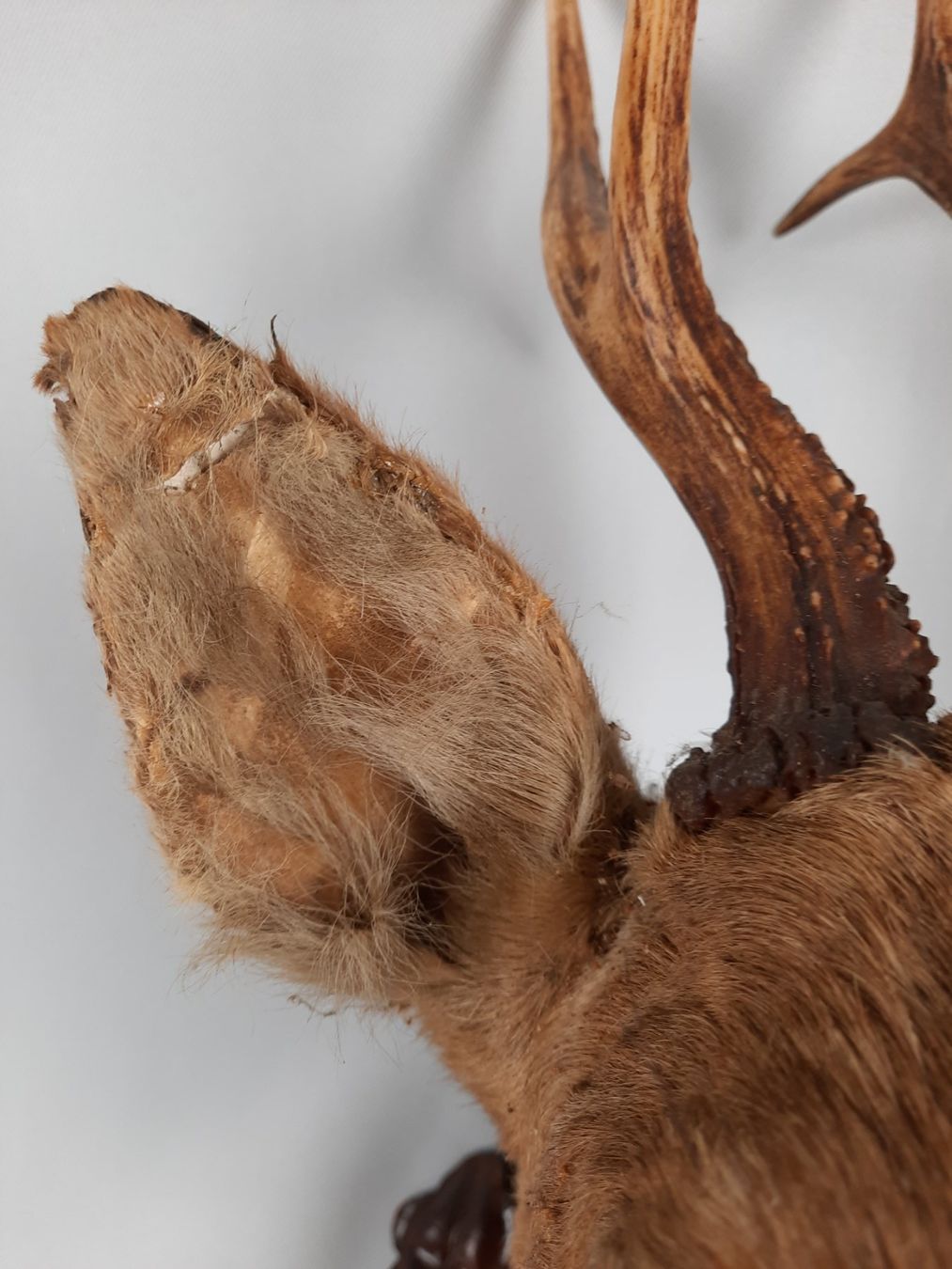 Il mondo degli animali: Prächtige Rehbock-Präparation – Usato da Beinwil am See venduto da Restwert_Beinwil 8