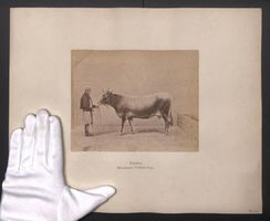 Fotografie Internationale Landwirtschaft