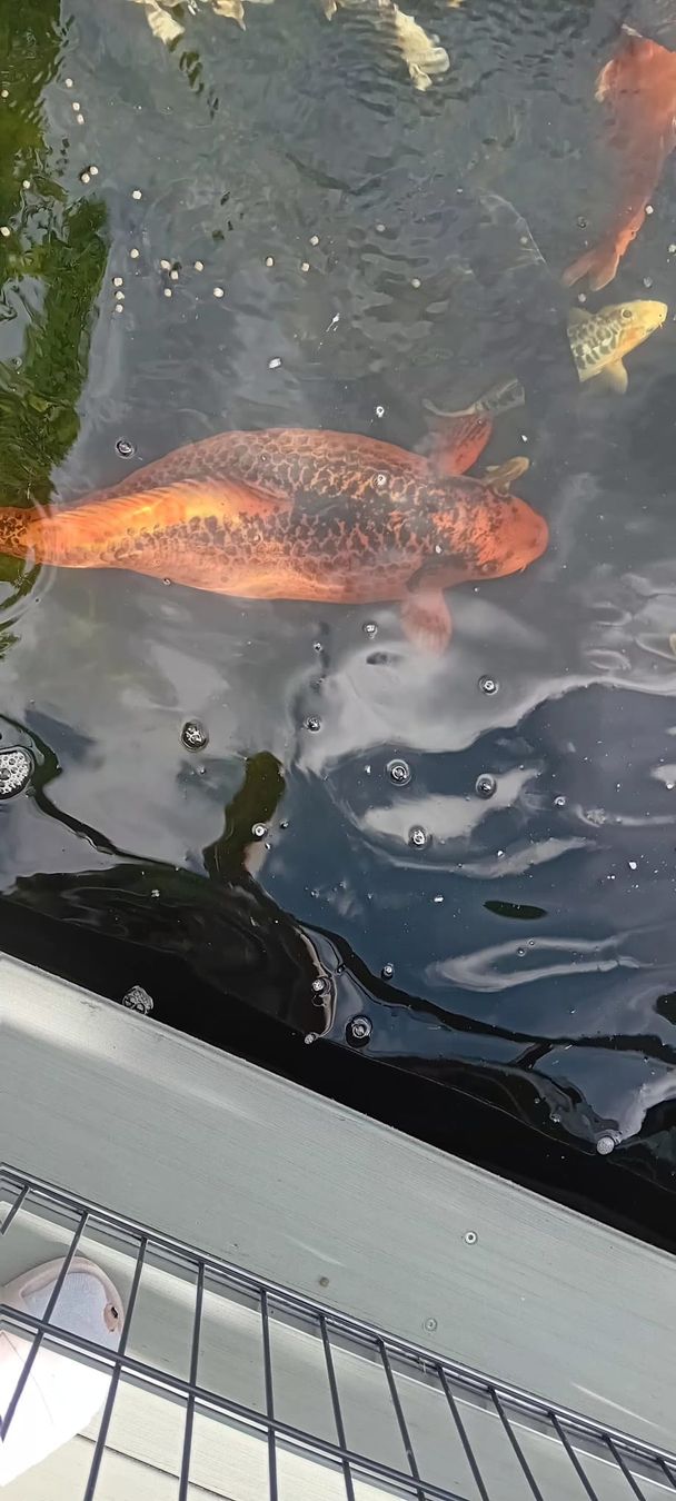 Mangimi: Schöner Koi Fisch gross 80cm – Usato da Pfaffnau venduto da Daysi89 1