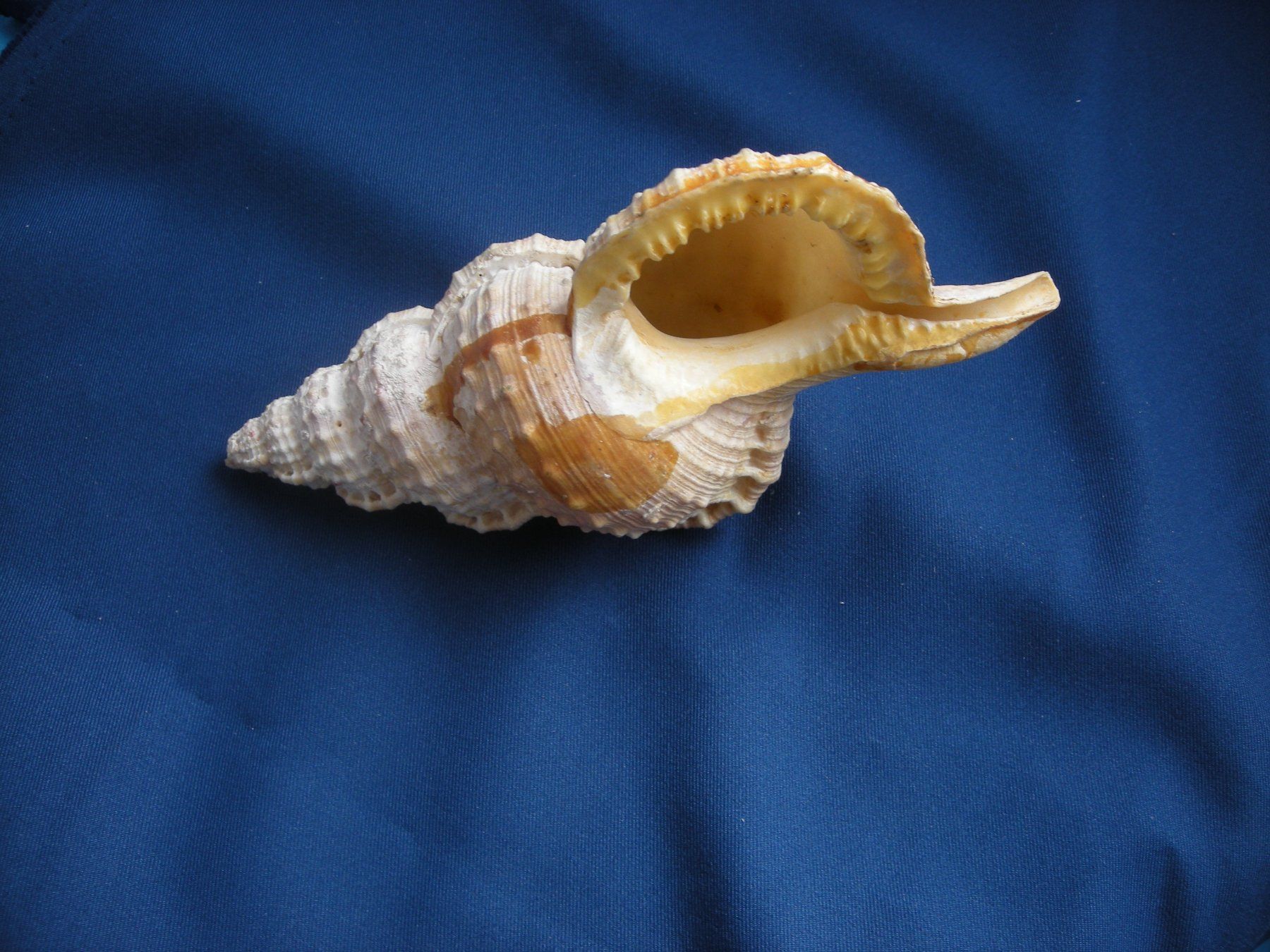 Fossilien: Wunderschöne Muschel Philippinen 16 cm – Gebraucht aus Spreitenbach von Sniper8952 1
