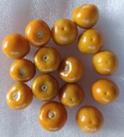 Samen Physalis  große Früchte ( Beas Dicke)  20Stk.