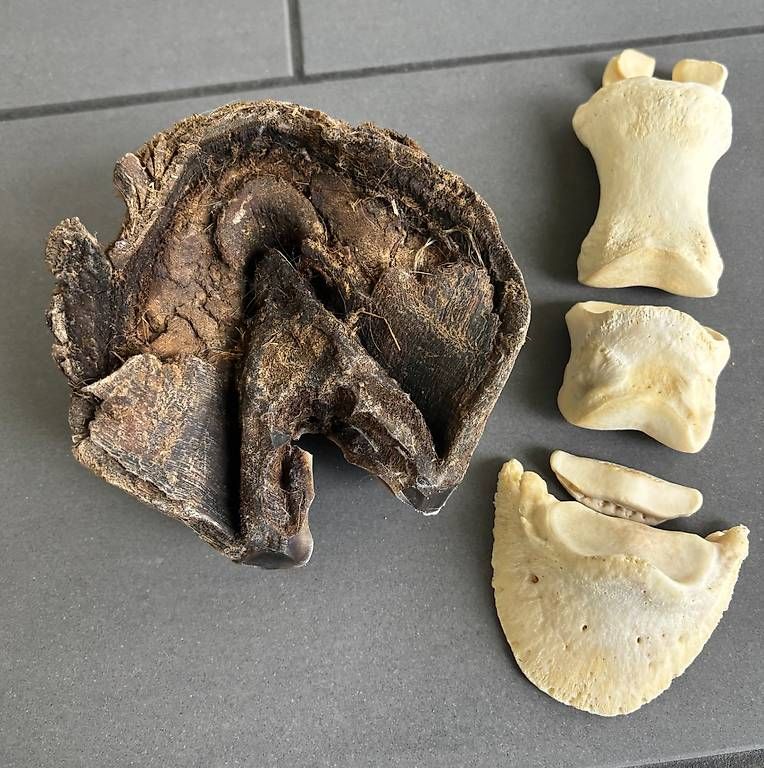 Il mondo degli animali: KNOCHENPRÄPARATION Präparat Pferdebein-Skelett echte Knochen – Usato da Stüsslingen venduto da ascabatjo 1