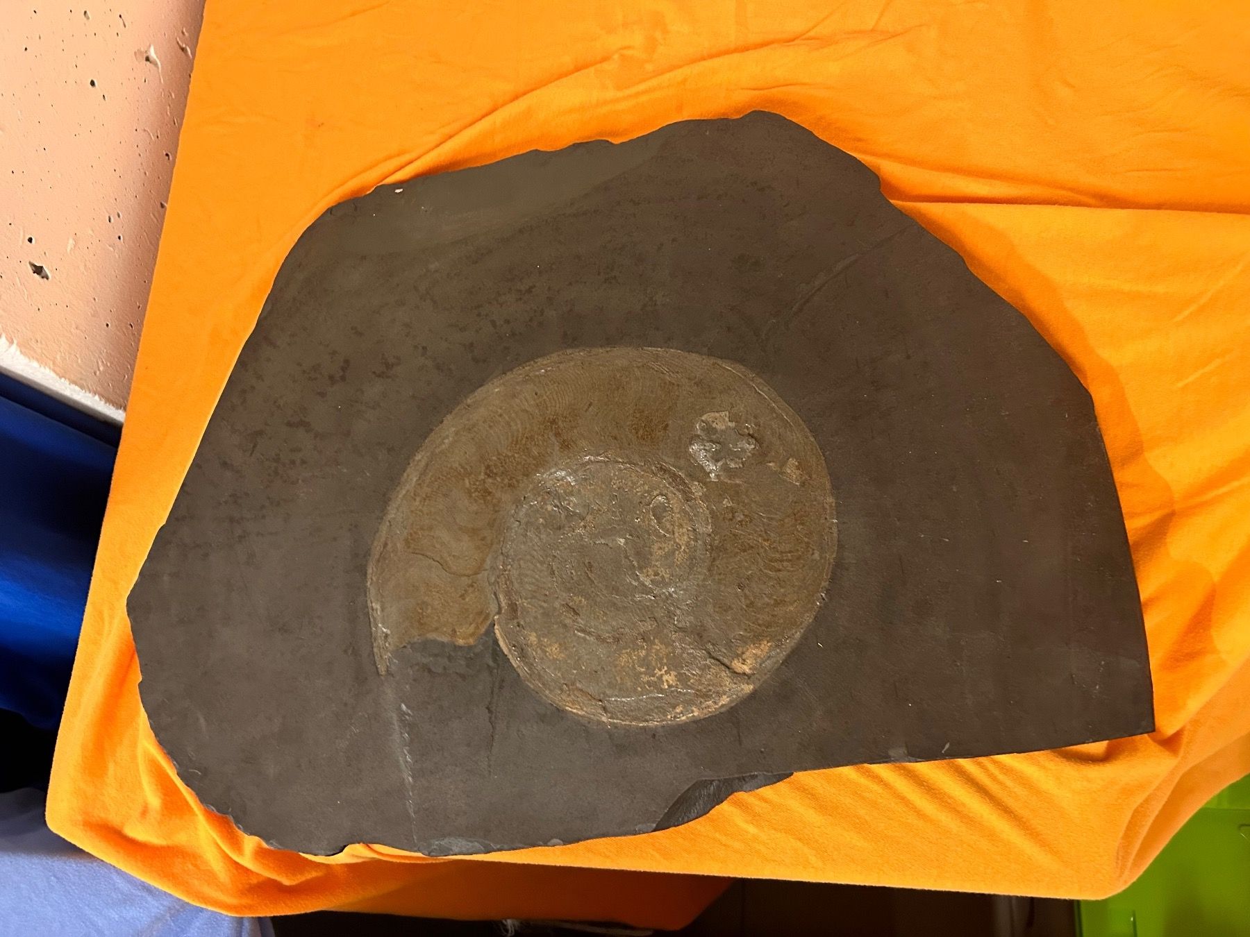 Fossili: Wandbild Fossil – Usato da Zofingen venduto da nathizoe