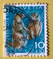 Nr.J 211 GESTEMPELT Alpenmurmeltier 1965  