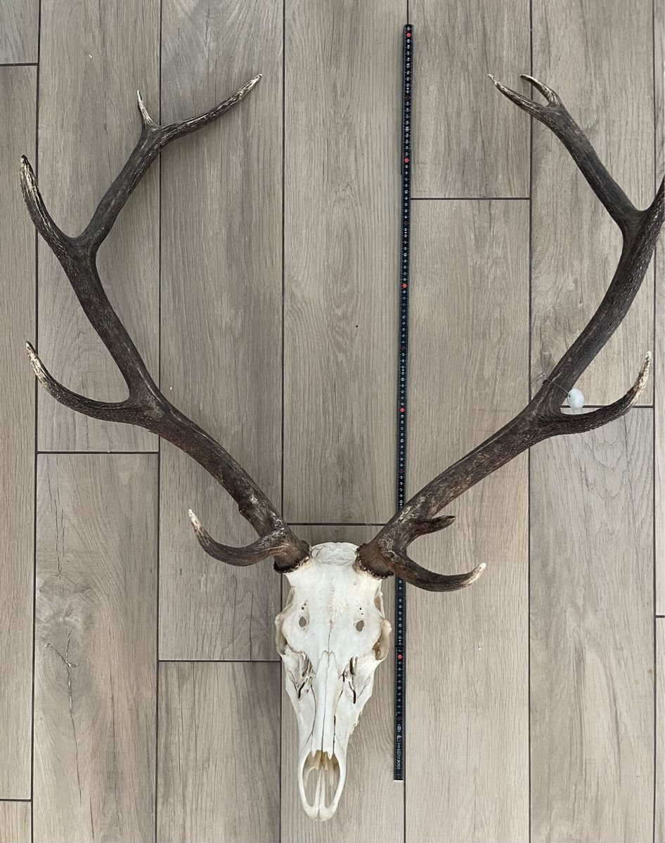 Sonstiges zum Sammeln & Seltenes: Hirsch 🦌 Geweih 12 Ender – Gebraucht aus Wengen von rotstock1696 3