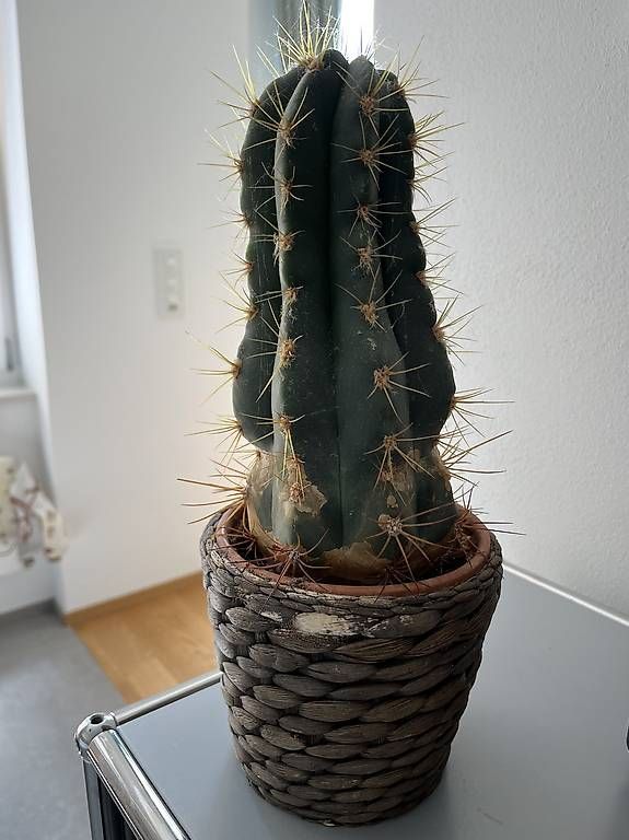 Plantes & graines: Kaktus zu verschenken  – D'occasion à Bern par Babsbanni