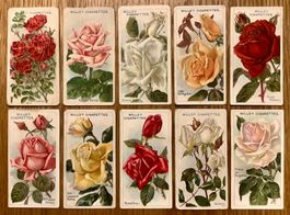 1912 - 10 ROSES Sammelbilder England - Rosen englisch Blumen