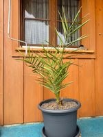 Mit viel Liebe selbst gezogene Dattel-Palme, ca 1Meter hoch