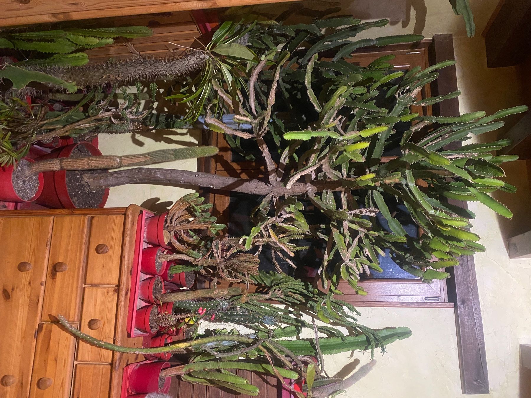 Piante & sementi: Grande euphorbe cactus env. 210cm – Usato da Lajoux JU venduto da Briard0