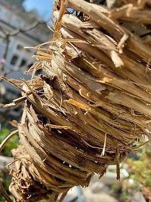 Vasi per fiori: Bepflanzte Lianen Tüte – Usato da Frauenfeld venduto da Irene.Schuppli 2
