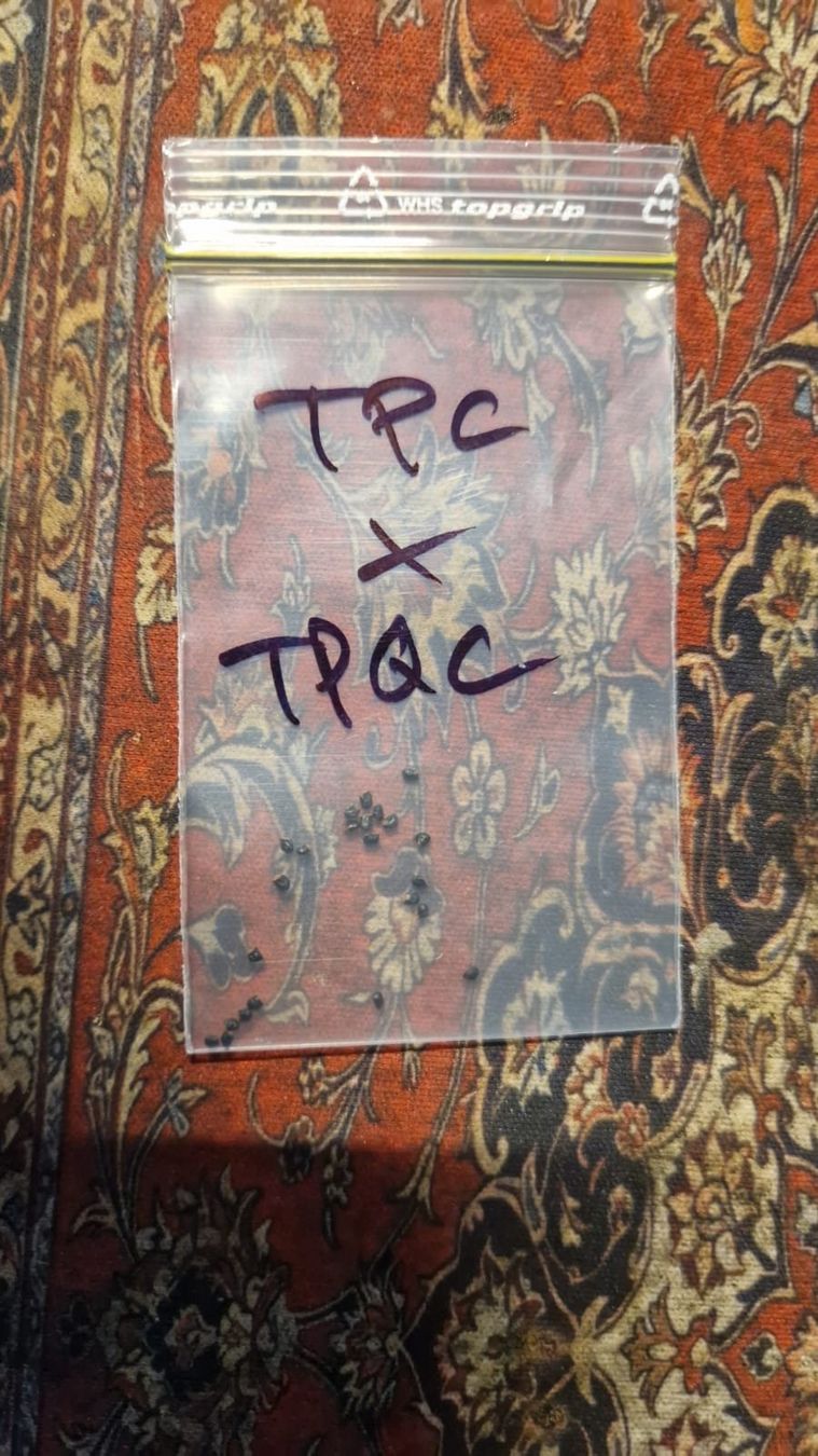 Piante & sementi: TPC X TPQC (20 Trichocereus Samen) – Usato da Zürich venduto da LophiMaster
