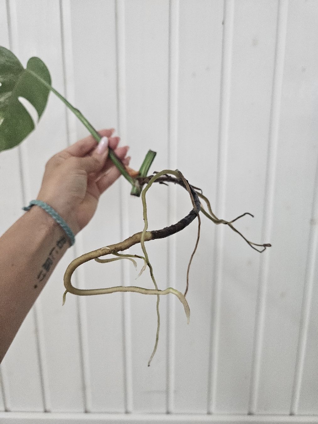 Piante & sementi: Monstera Albo Variegata talea con radici sane – Nuovo (secondo la descrizione) da Morbio Superiore venduto da kho_zdz8 2