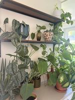 Verschiedene Zimmerpflanzen 