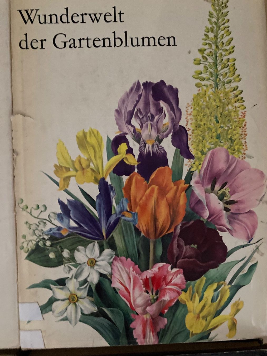 Libri: Blumenbücher, Orchideen, Gartenblumen, Bergblumen – Usato da Oberlunkhofen venduto da Martab 2