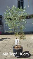 Eukalyptus 'France Bleu' (Zwergform) inkl. Topf