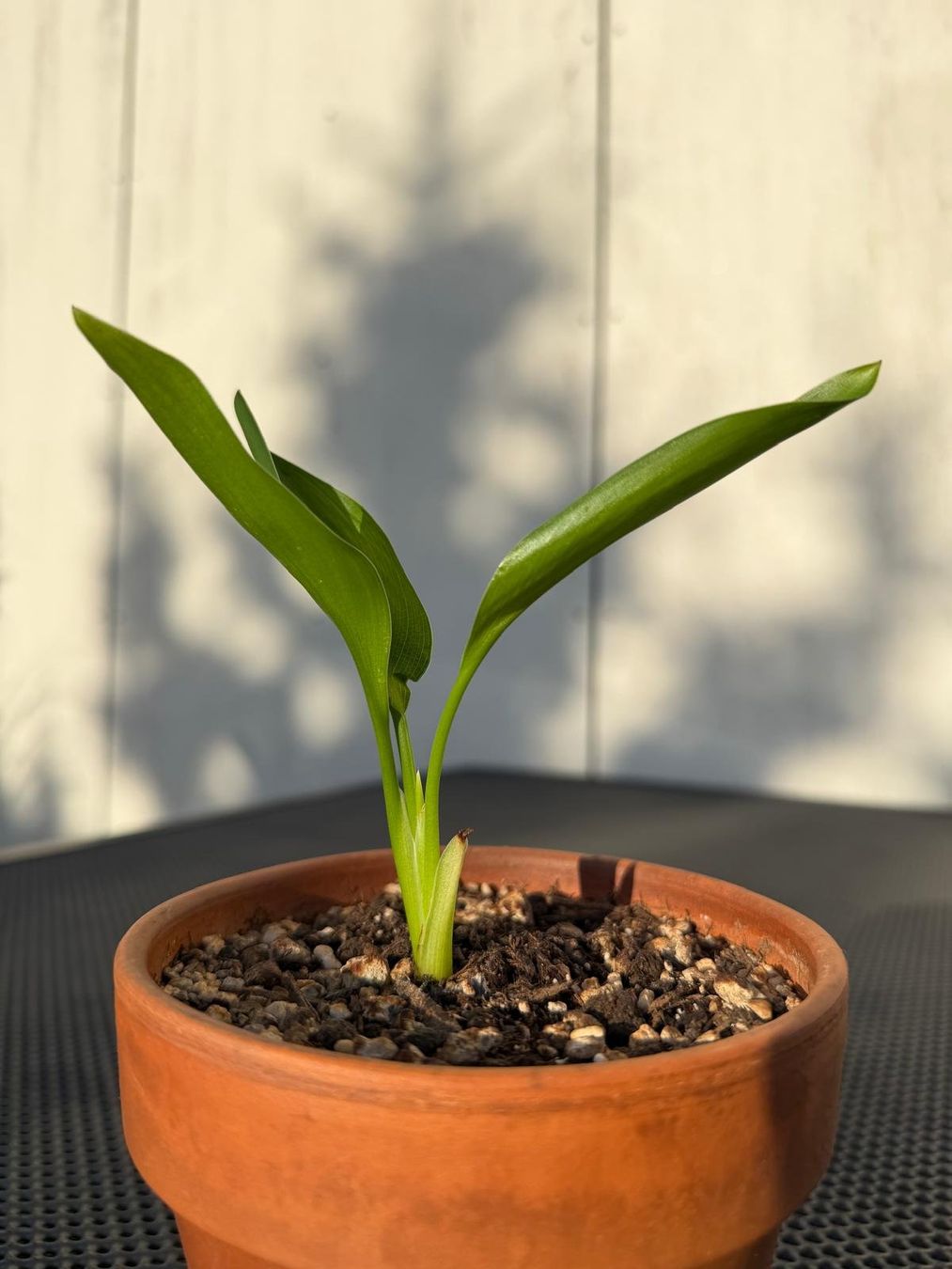 Pflanzen & Samen: Junge Paradiesvogelblume "Strelitzia Reginae" – Gebraucht aus Ipsach von Wildlifecolors 5
