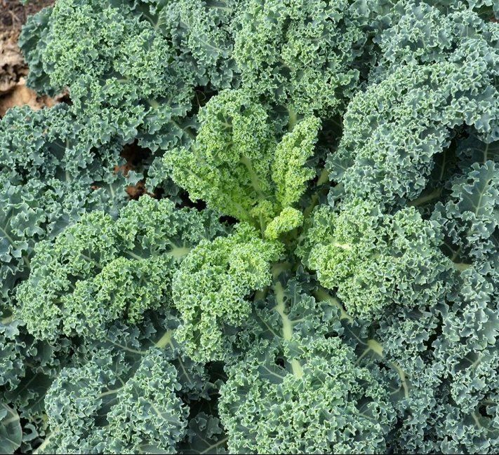 Pflanzen & Samen: FEDERKOHL Grünkohl / 10 Samen – Neu (gemäss Beschreibung) aus Hinteregg von ERFOLG78