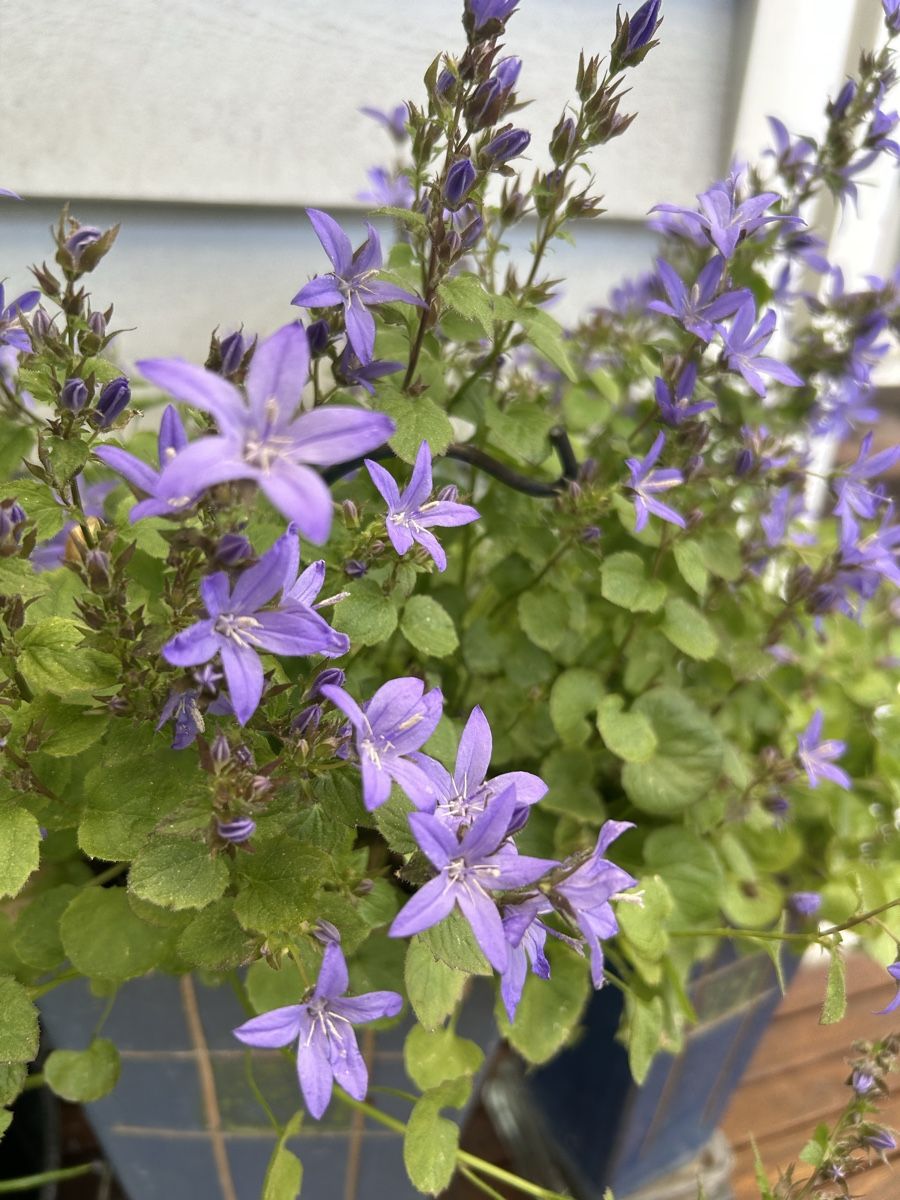 Piante & sementi: Glockenblumen unter dem Schirm – Nuovo (secondo la descrizione) da Frauenfeld venduto da Irene.Schuppli 1