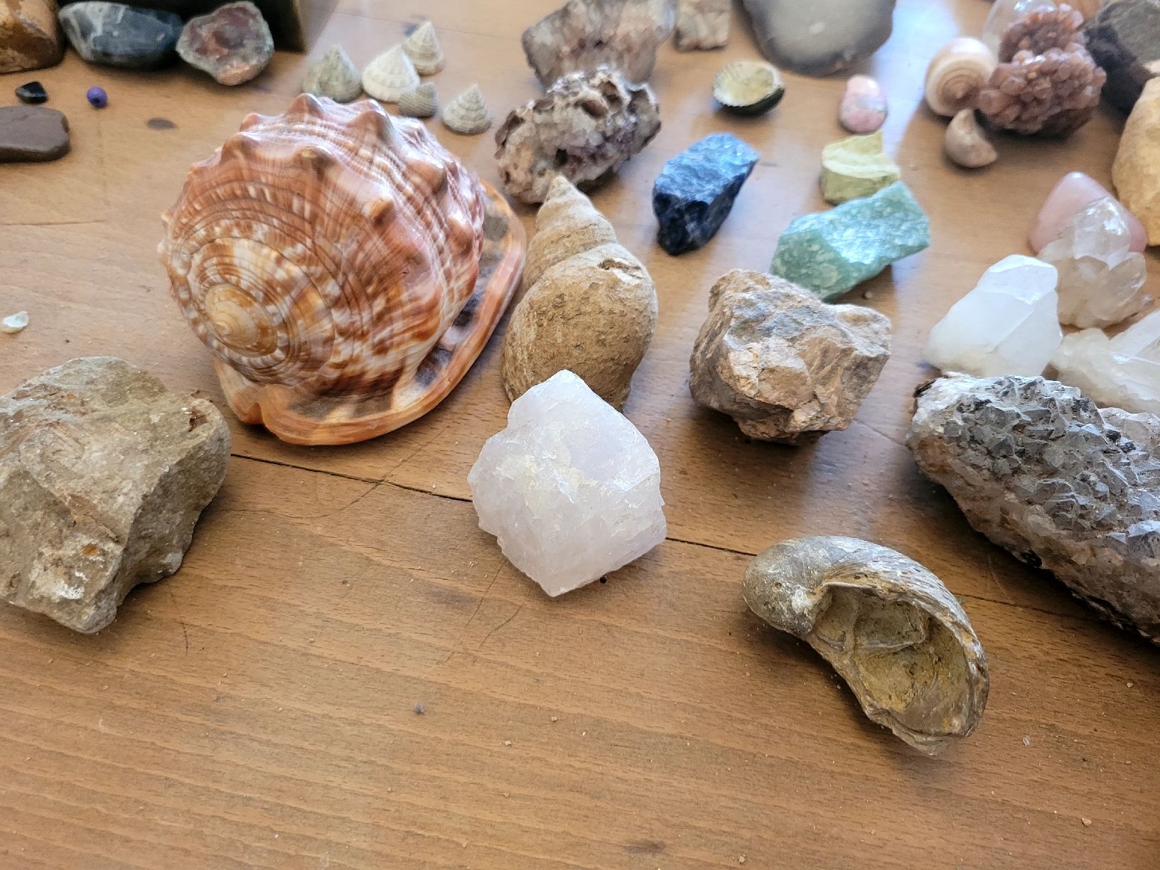 Pietre preziose: Sammlung Halbedelsteine, Ammoniten, Muscheln – Usato da Bern venduto da MoeDoe 4