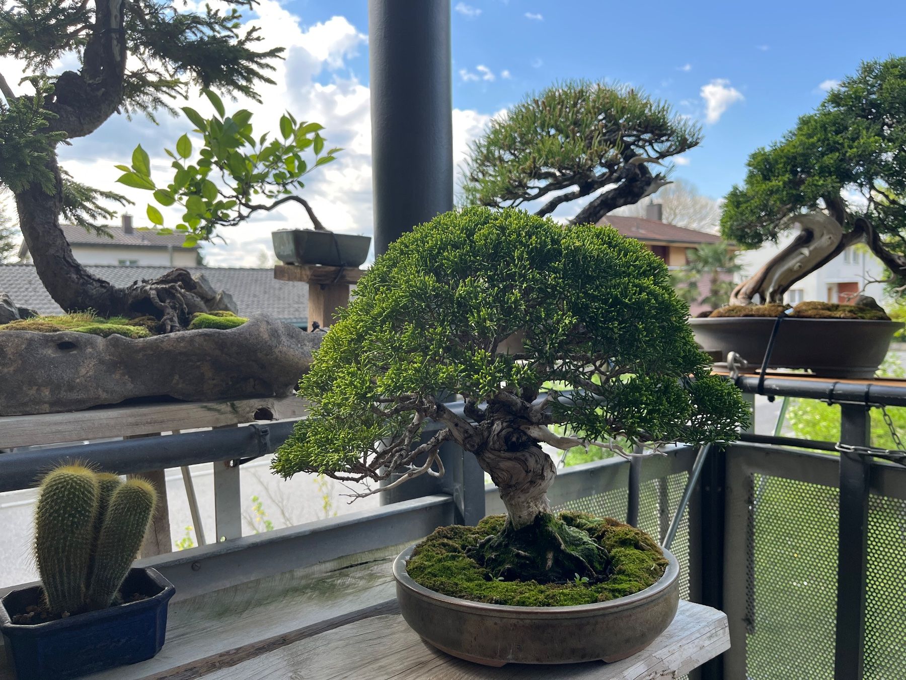 Piante & sementi: bonsai shoin, juniperus chinesis itoigawa – Usato da Lengnau BE venduto da Meij 7
