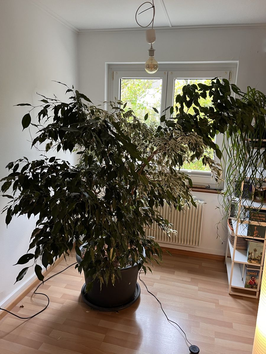 Pflanzen & Samen: Birkenfeige (Ficus Benjamina) – Gebraucht aus Sissach von julsi22