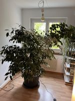 Birkenfeige (Ficus Benjamina)