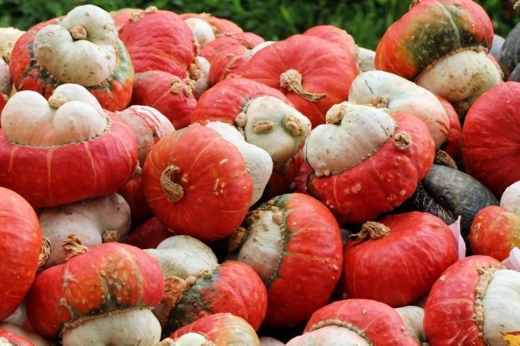 Piante & sementi: 12 Samen Mini Turban Kürbis – Usato da Ehrendingen venduto da VerveinaSamen 1