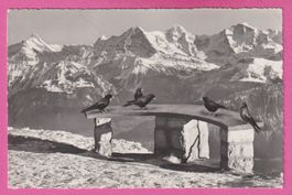 Beatenberg gel 1970 Niederhorn mit Bergdohlen