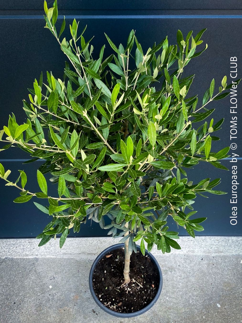 Piante & sementi: Olivenbaum - Olea Europaea - schönes Bäumchen – Nuovo e nell'imballaggio originale da Adliswil venduto da astom369 3