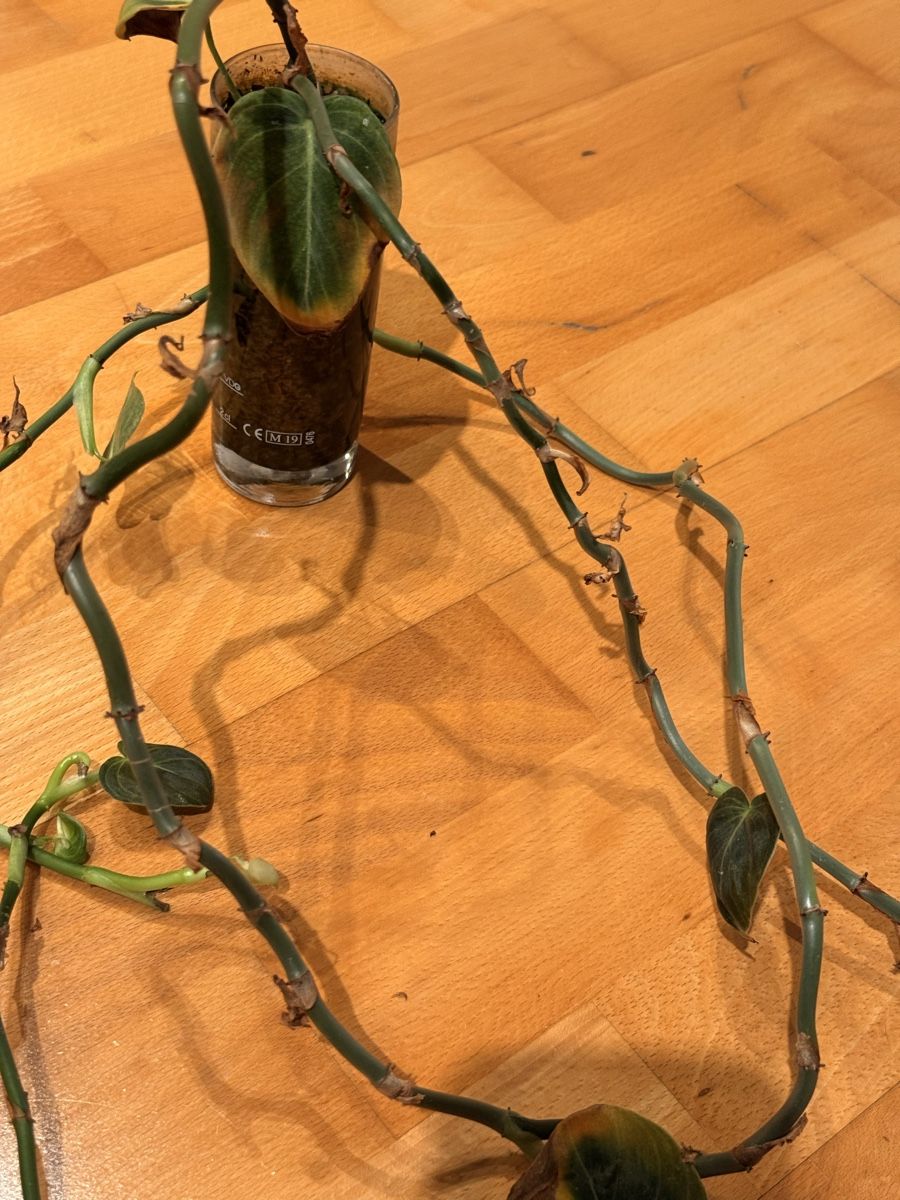 Pflanzen & Samen: Philodendron Melanochrysum – Defekt aus Rafz von jca_98p5 3