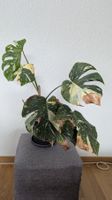 Monstera Thai Constellation sucht neues Zuhause NUR ABHOLUNG
