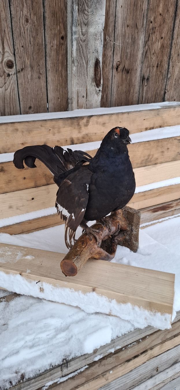 Il mondo degli animali: Aufsitzender präparierter Birkhahn, Top – Usato da Buttisholz venduto da REX001 2
