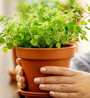 50 Samen Oregano Seeds  50 Graines Origan 50 Semi Origano