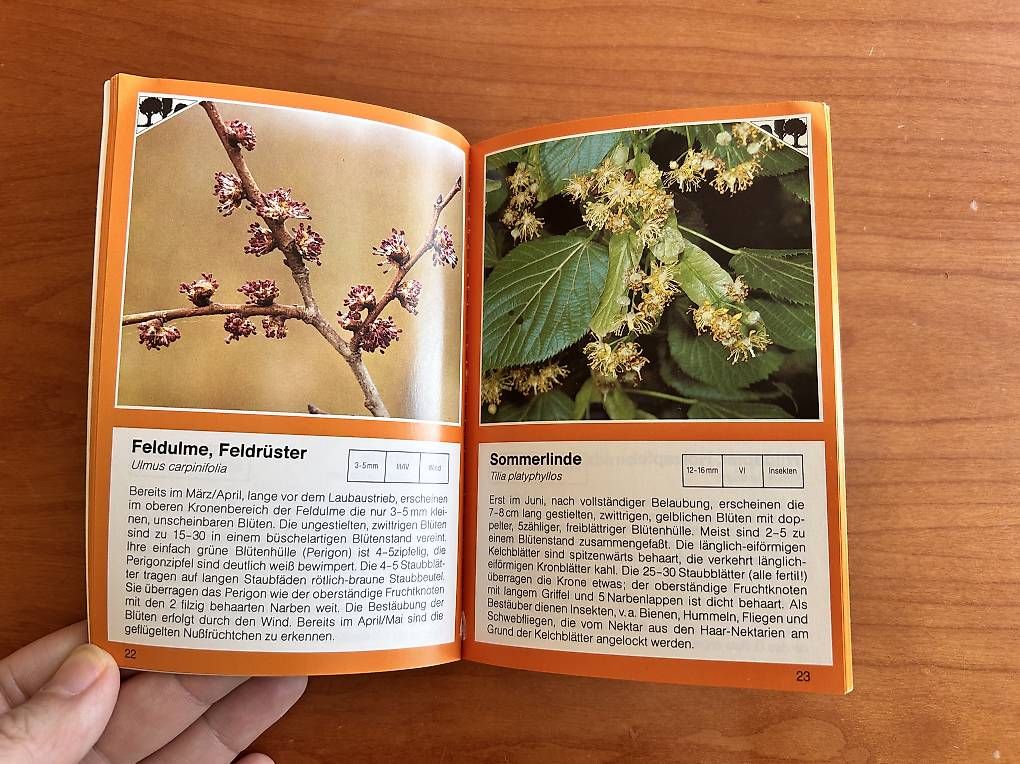 Libri: Blüten der Bäume und Sträucher – Usato da Zollikerberg venduto da sel_99lq 1
