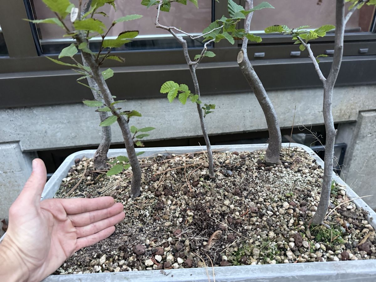 Piante & sementi: Hainbuchen Wald Bonsai Rohmaterial – Usato da Suhr venduto da BonsaiGutzi 3