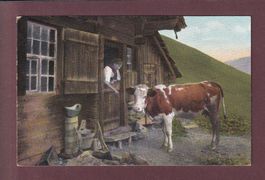 Berglandschaft - KÜHE