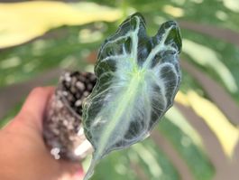 Alocasia Venom
