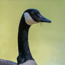 Profile image of CallmeNDK