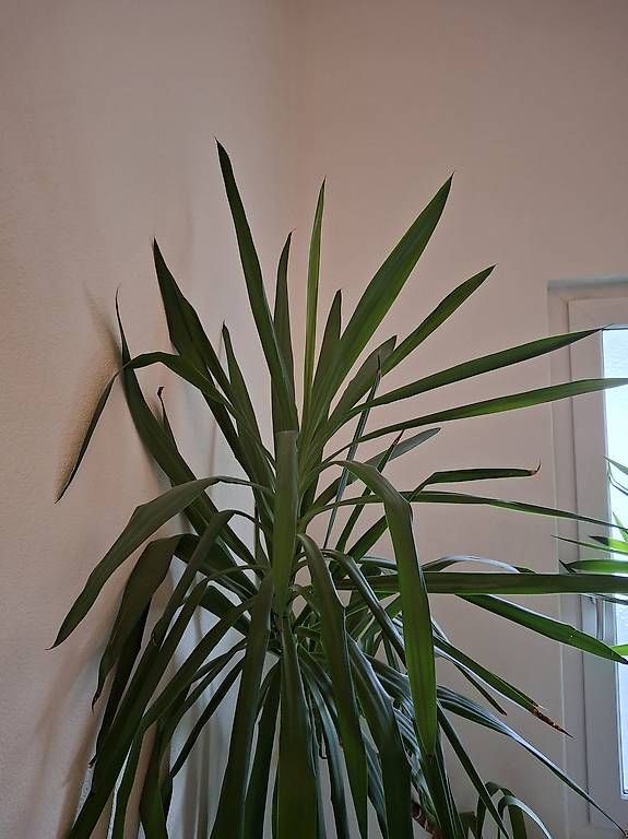 Piante & sementi: Yucca-Pflanzen im Tontopf – Usato da Altnau venduto da Brumm 2