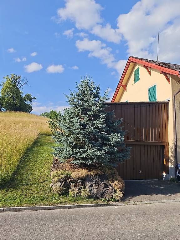 Piante & sementi: Blautanne zum abholen – Usato da Meilen venduto da SRT450 2