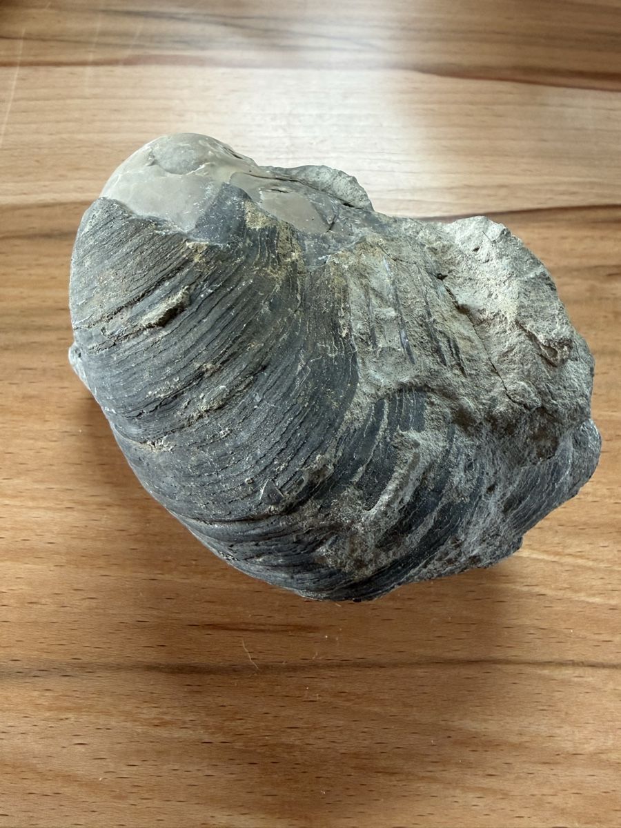 Fossilien: Versteinerte Auster – Gebraucht aus Grenchen von Bastet007