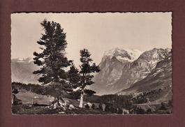 KLEINE SCHEIDEGG - Wetterhorn - 1938