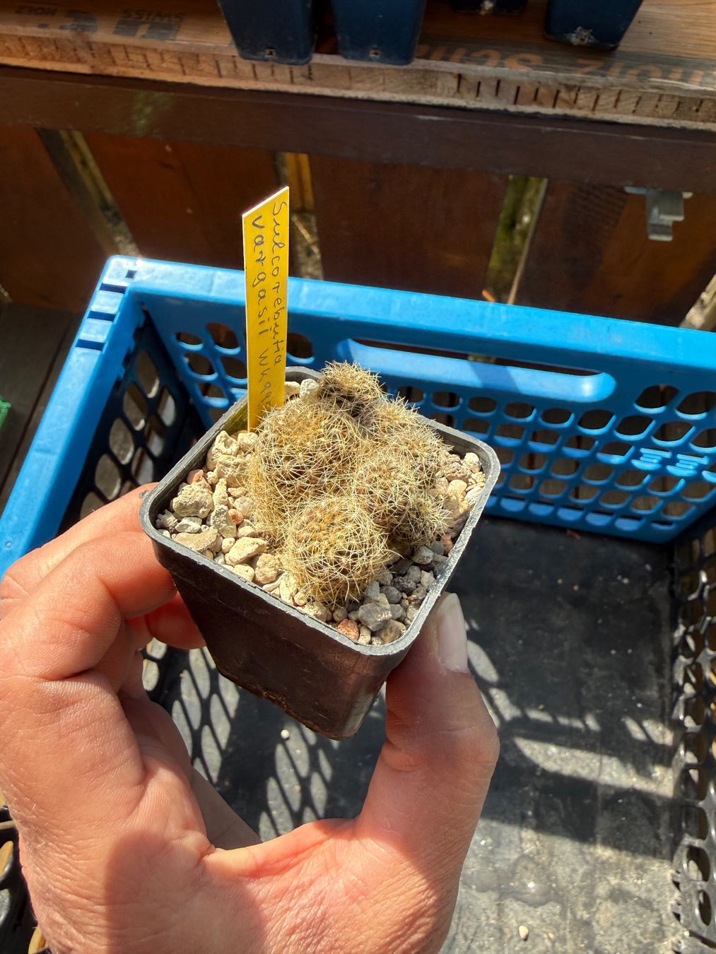 Piante & sementi: Sulcorebutia vargasii – Usato da Rorbas venduto da SimS0n 1