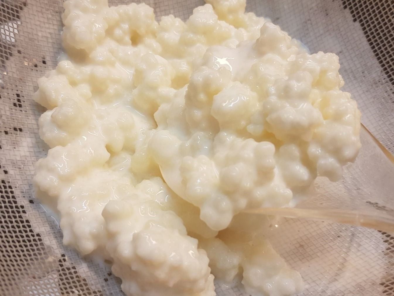 Cibi & Specialità: Kefir-Pilze – Nuovo (secondo la descrizione) da Stettlen venduto da Waldwichtel