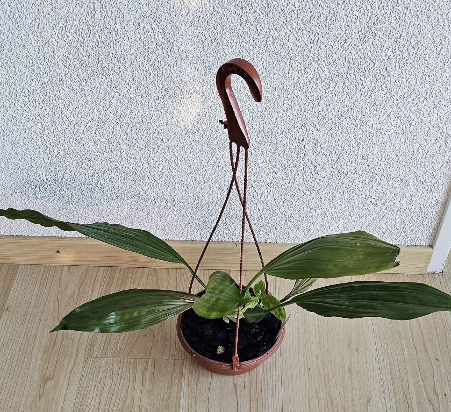 Piante & sementi: Orchidee Coelogyne speciosa – Usato da Jona venduto da Smurnaya 1