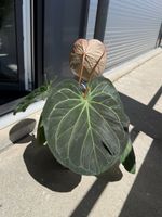 Anthurium King of Spades x Michelle (by Osman Salem)