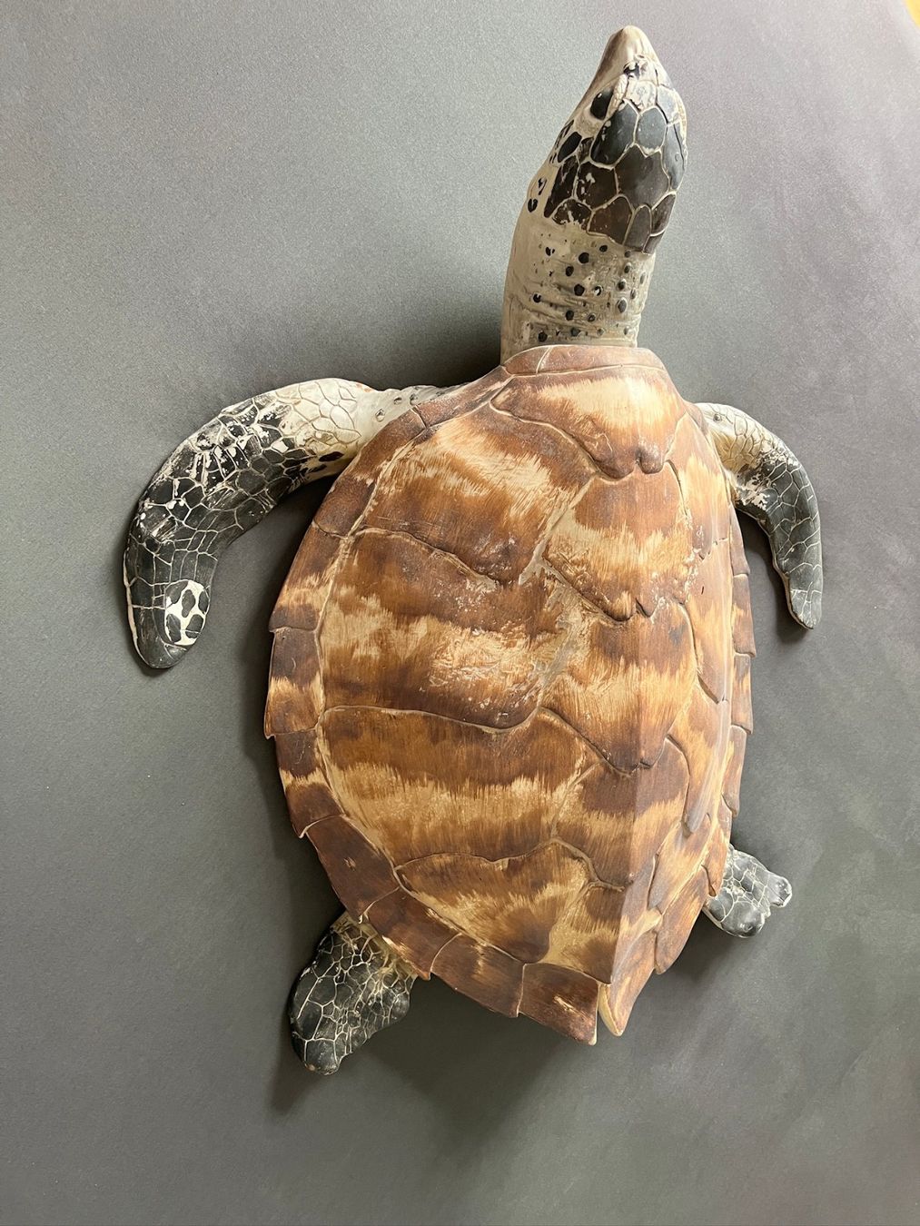 Statuette: Mereesschildkröte Schildkröte Schildi – Usato da Zollikofen venduto da fre_nq97 2